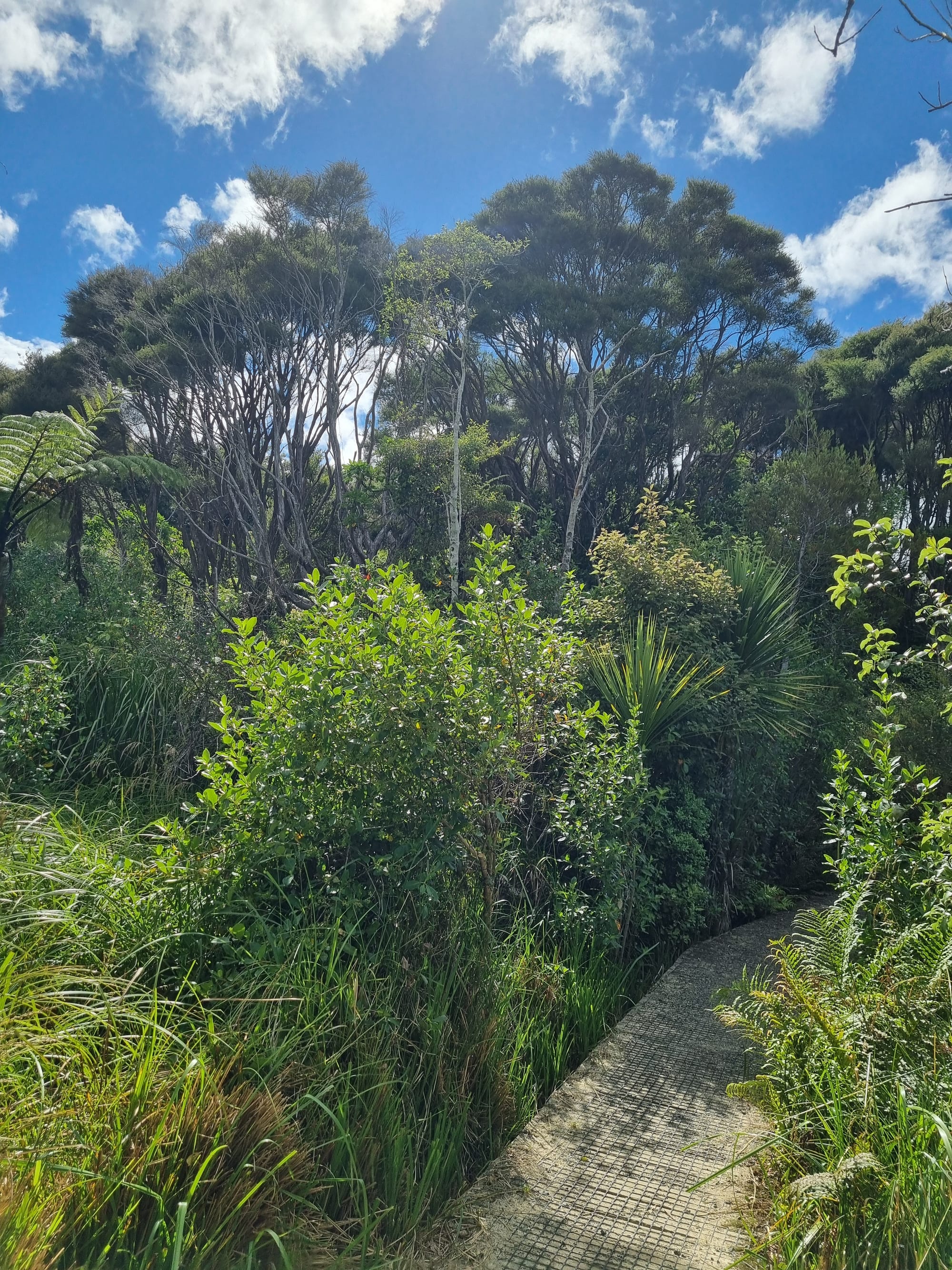 a path leading uphill into native bush, with trees visible against a blue sky in the background