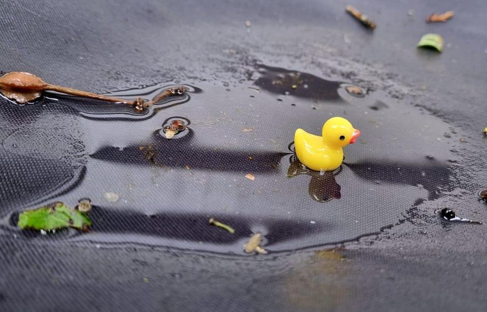 tiny yellow plastic duck in a puddle on a black surface with various plant debris